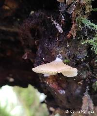 Campanophyllum proboscideum image