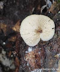 Image of Campanophyllum proboscideum