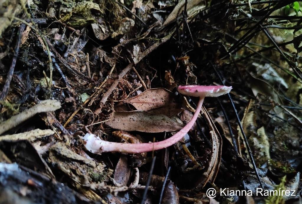 Lepiota erythrosticta image