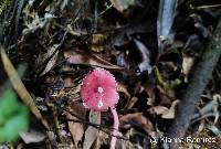 Lepiota erythrosticta image