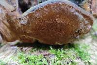 Fomes fomentarius image