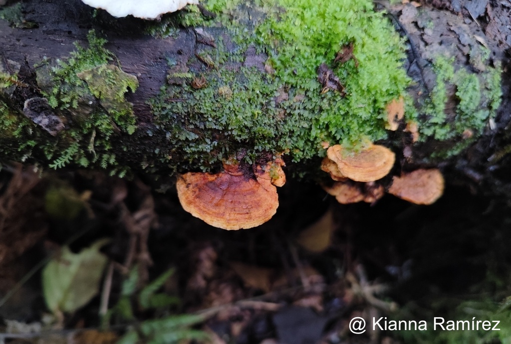 Rigidoporus microporus image