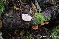 Rigidoporus microporus image