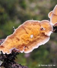 Image of Stereum complicatum