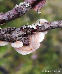 Stereum complicatum image