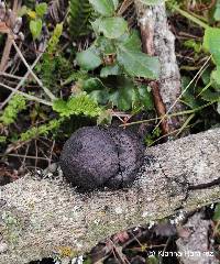 Image of Daldinia concentrica