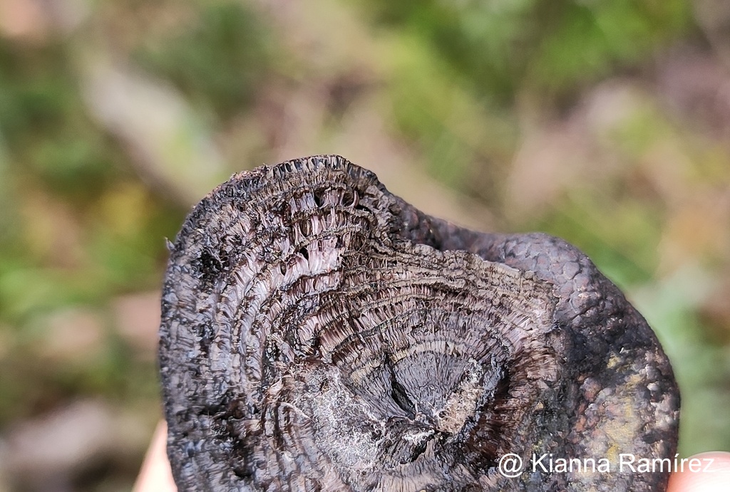Hypoxylaceae image