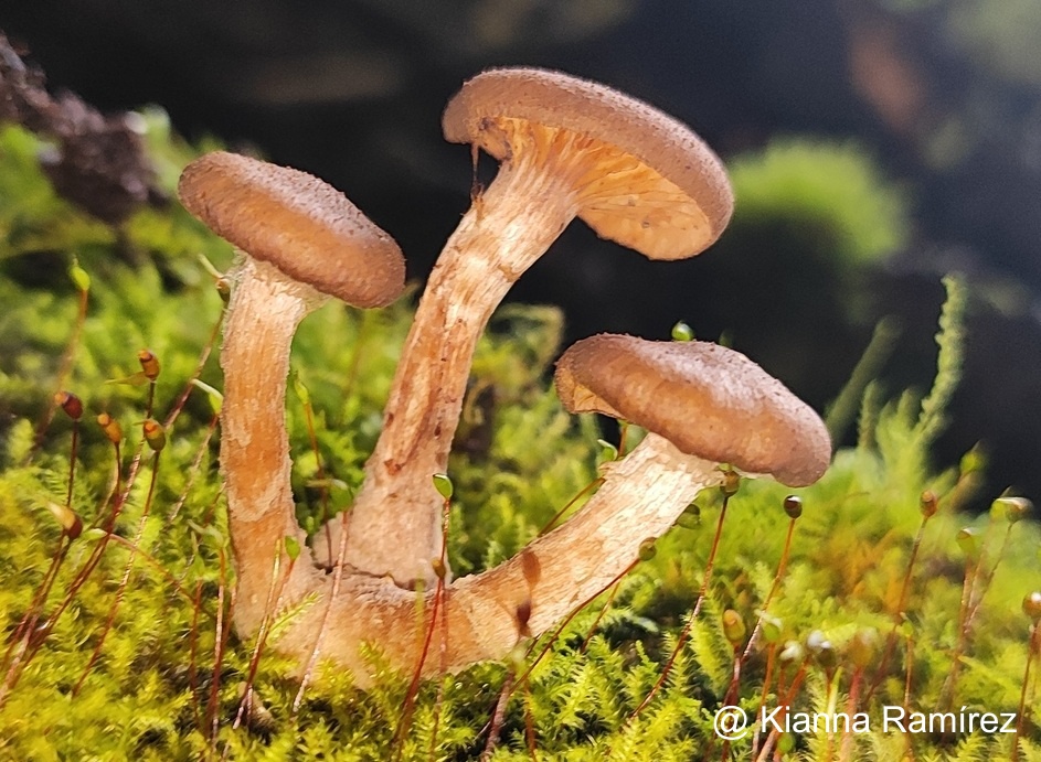Armillaria image