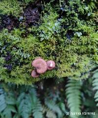 Image of Armillaria puiggarii