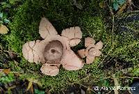 Geastrum triplex image