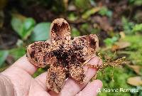 Geastrum triplex image