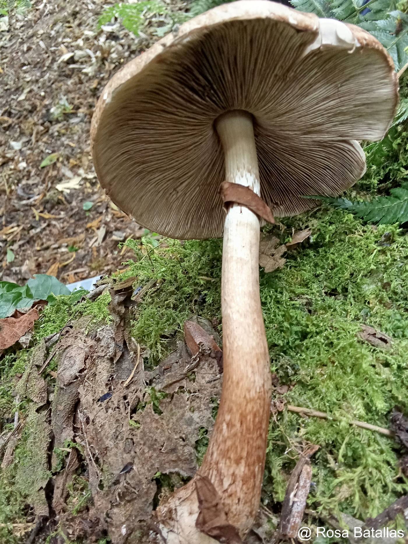 Agaricus image