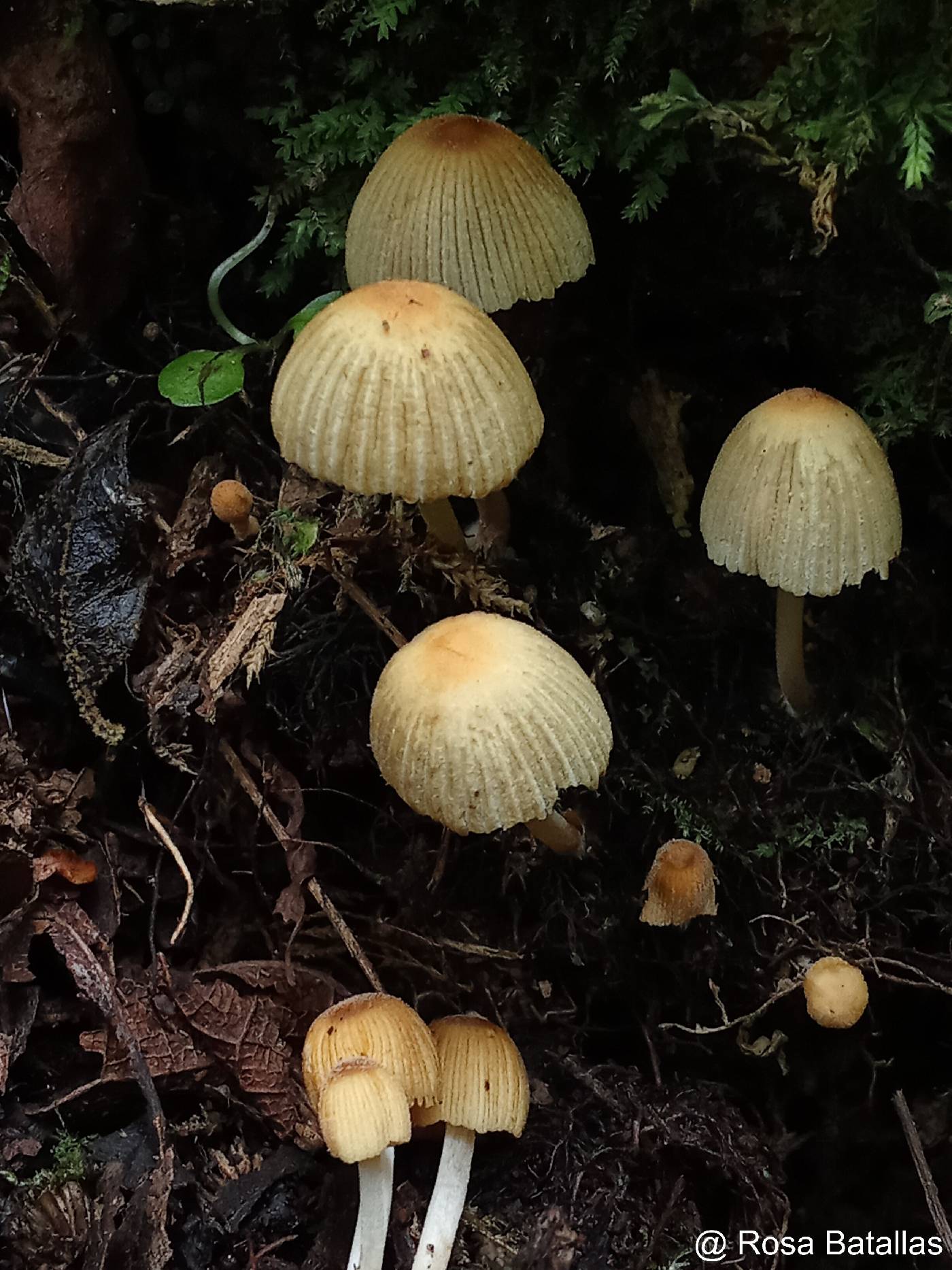 Coprinellus image