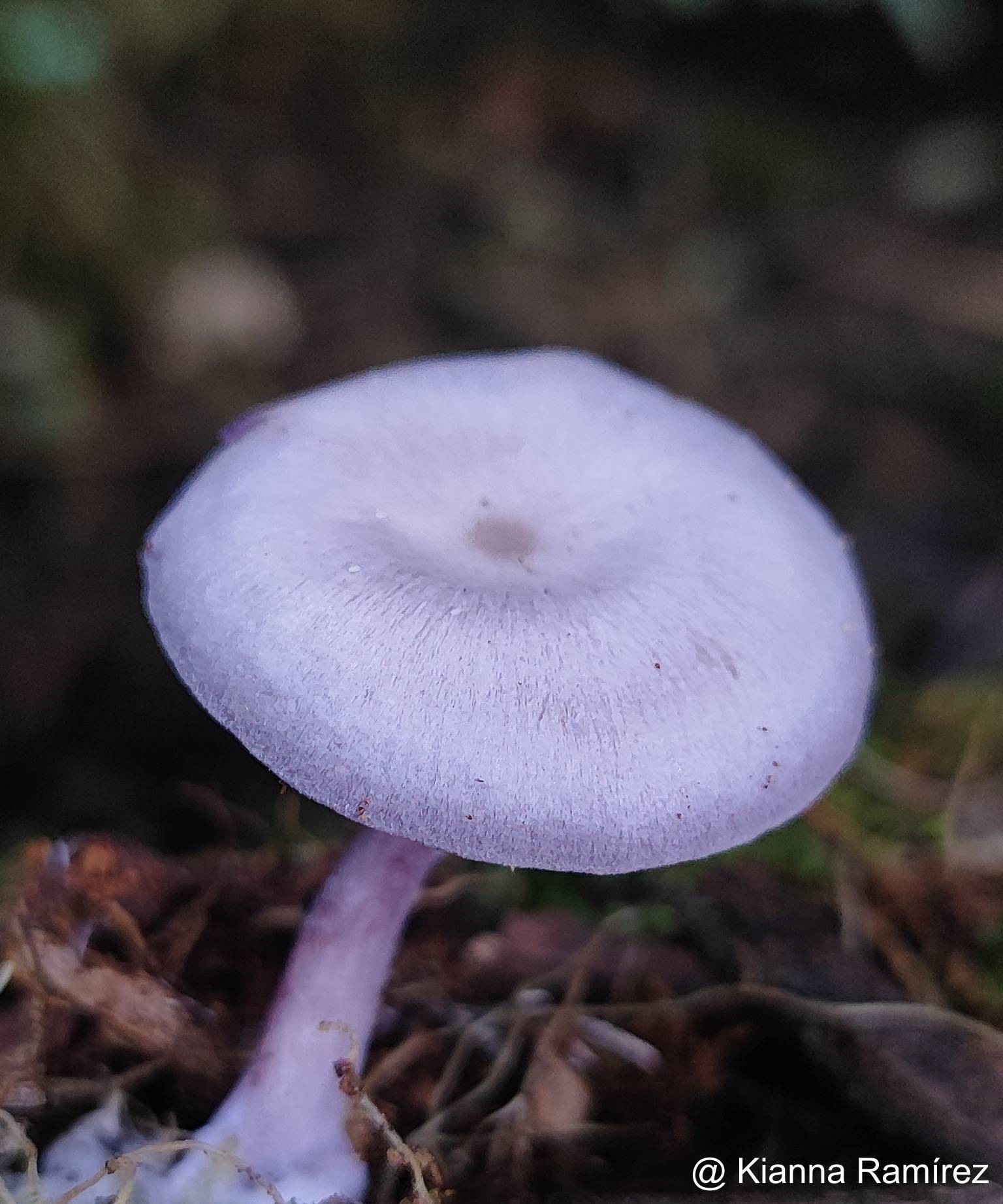Lepista image