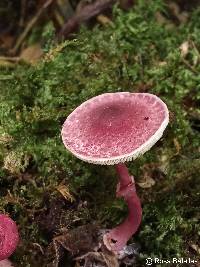 Leucocoprinus lilaceus image