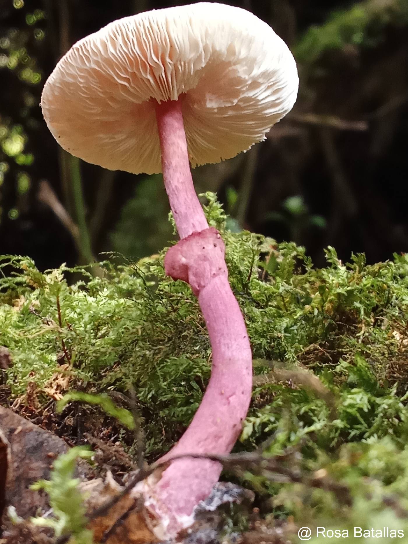 Leucocoprinus lilaceus image