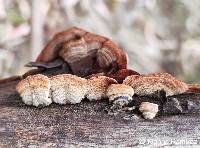 Stereum purpureum image