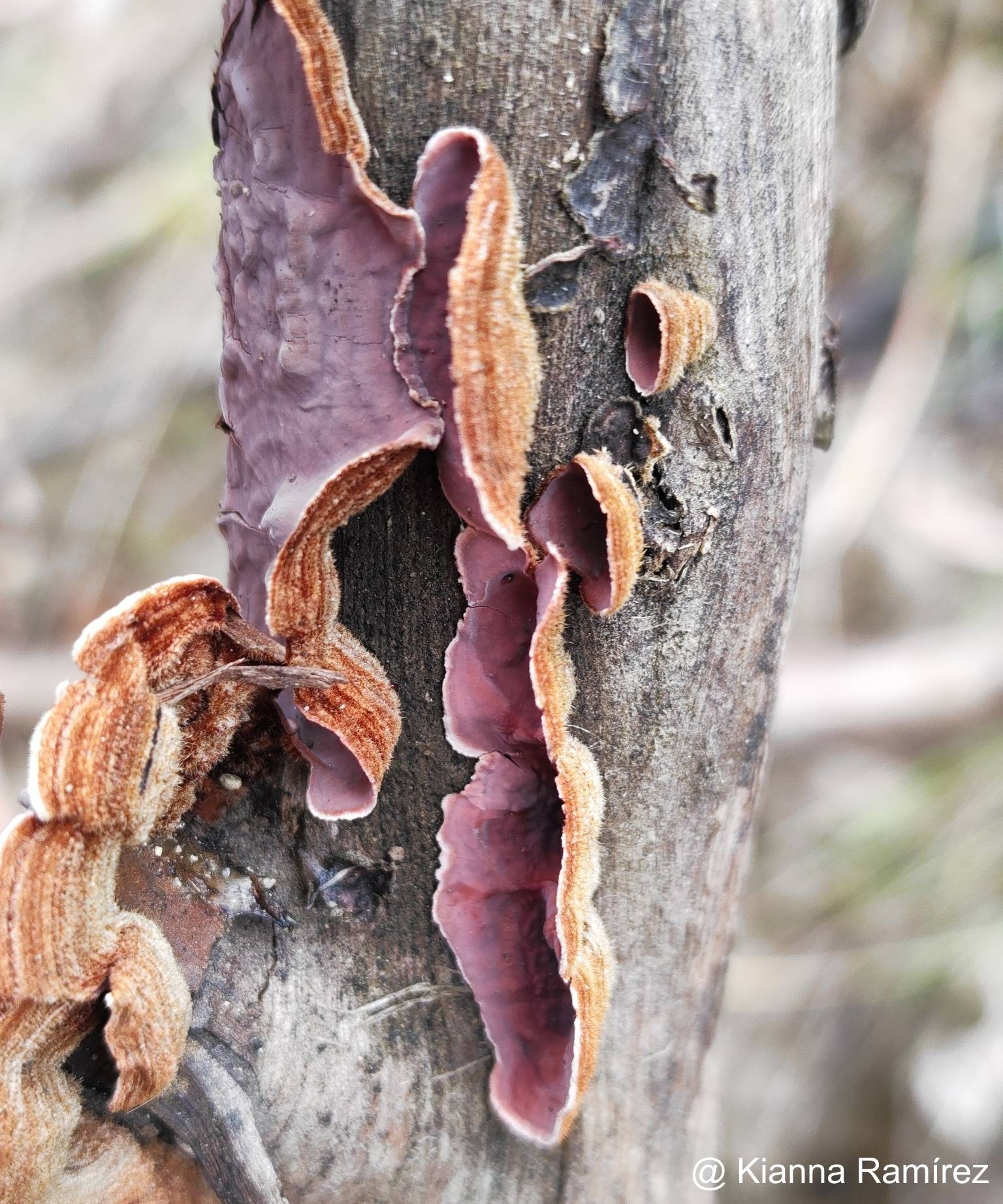 Stereum purpureum image