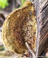 Image of Cerrena hydnoides