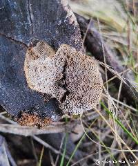 Cerrena hydnoides image