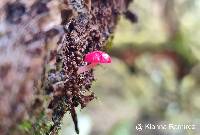 Atheniella adonis image
