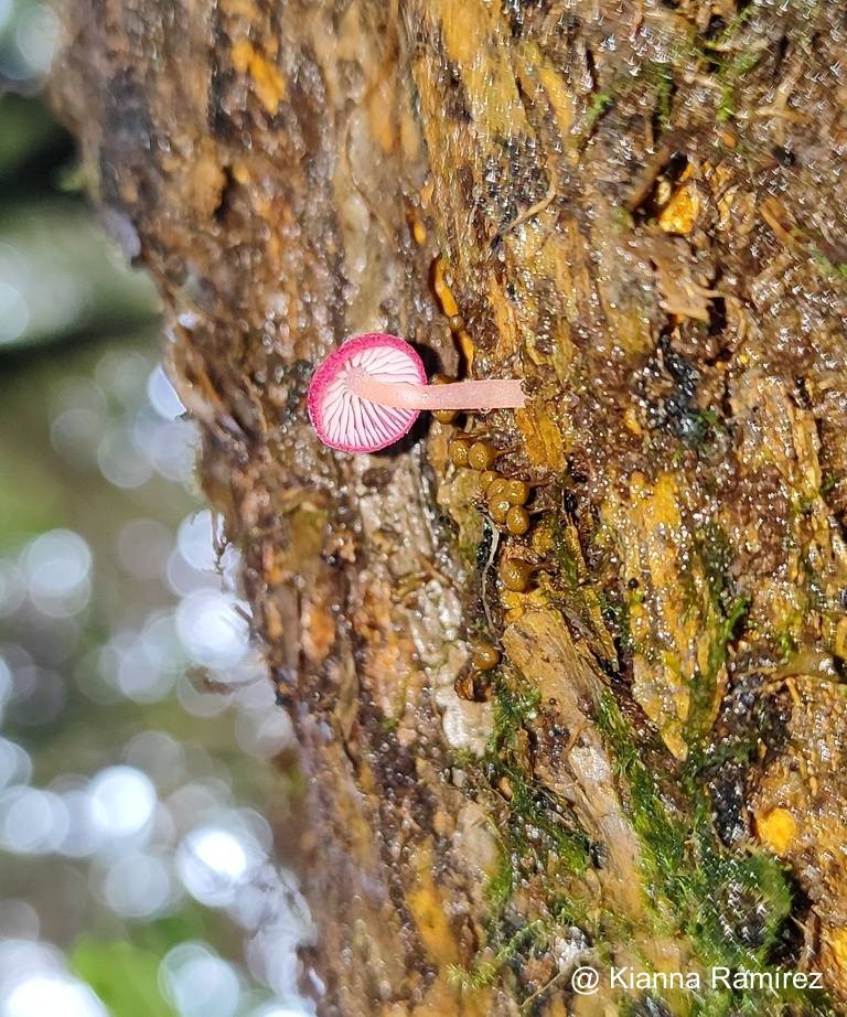 Atheniella adonis image