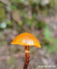 Galerina marginata image