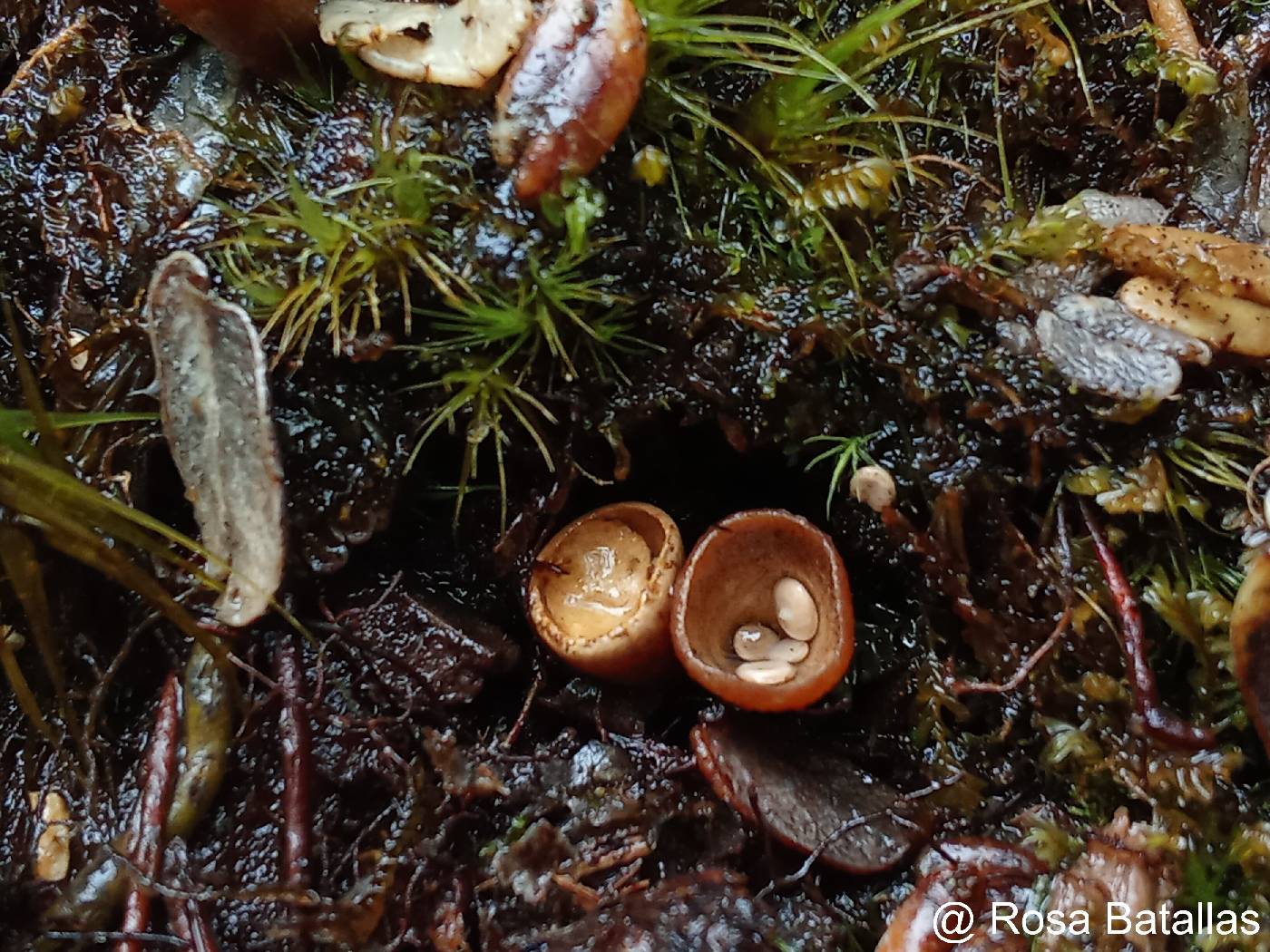 Crucibulum laeve image