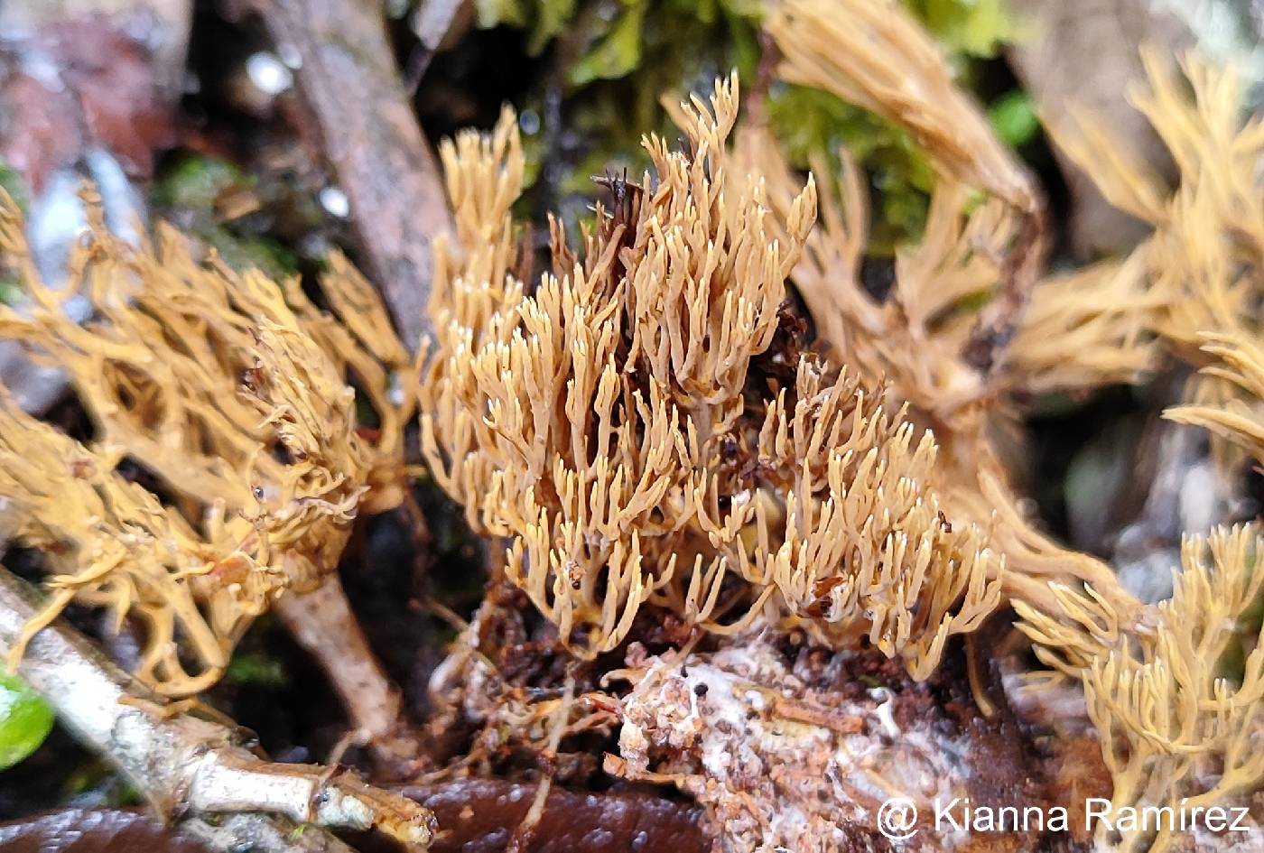 Phaeoclavulina image