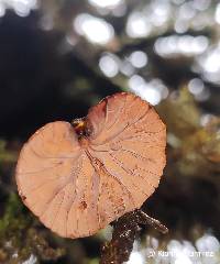 Image of Anthracophyllum archeri