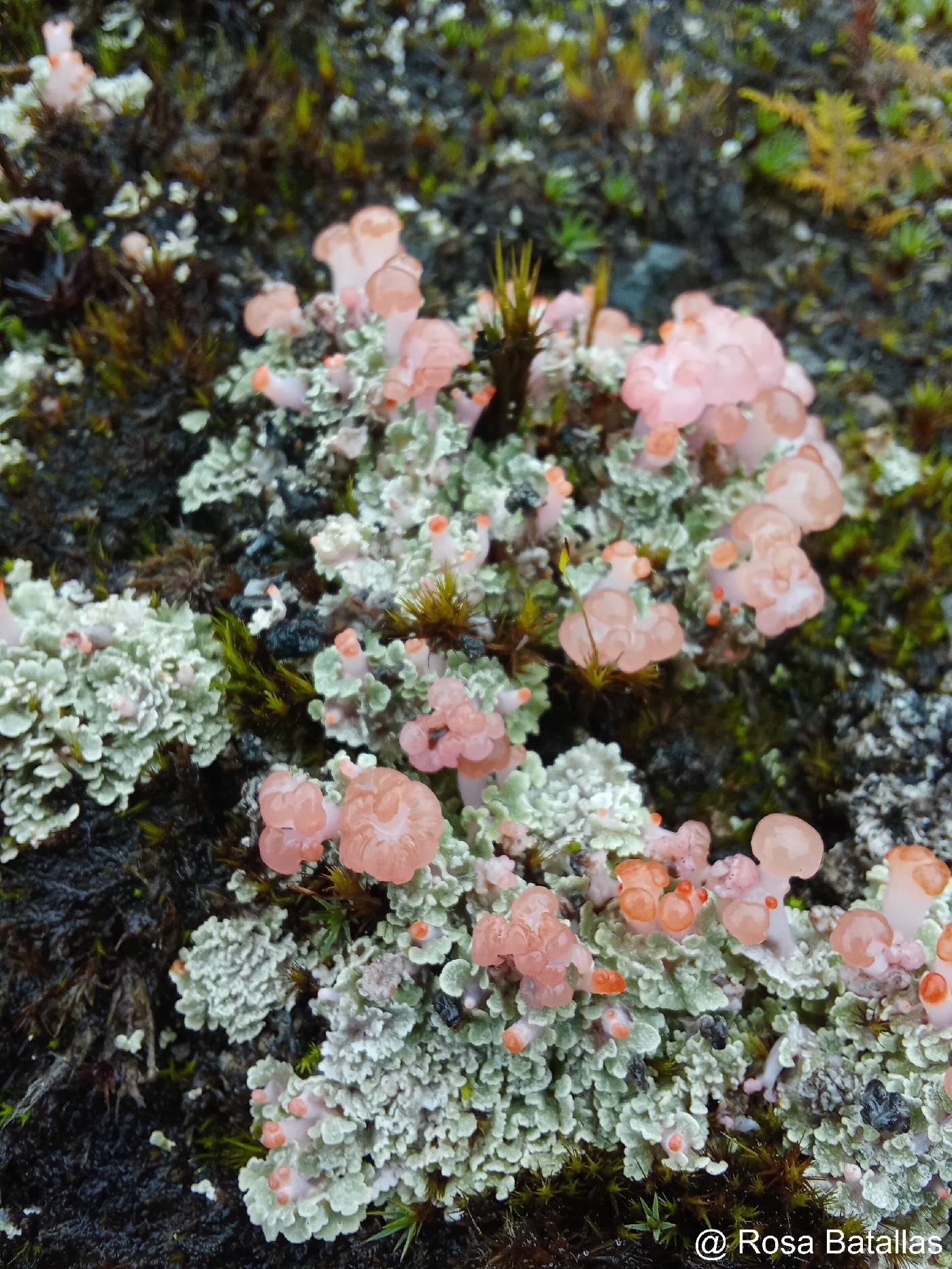 Baeomycetaceae image