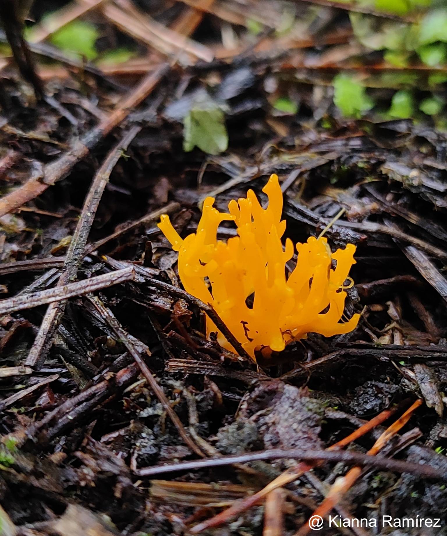 Ramariopsis image