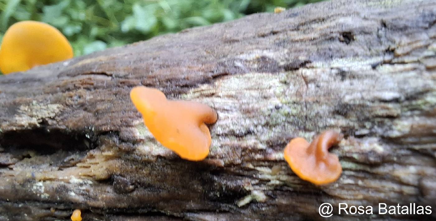 Dacrymycetaceae image