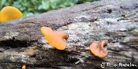 Image of Guepiniopsis alpina