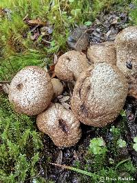 Lycoperdon perlatum image