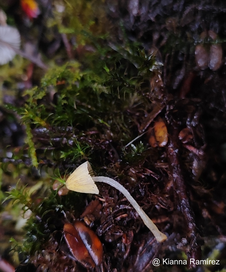 Mycena chloroxantha image