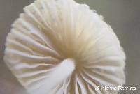 Mycena chloroxantha image