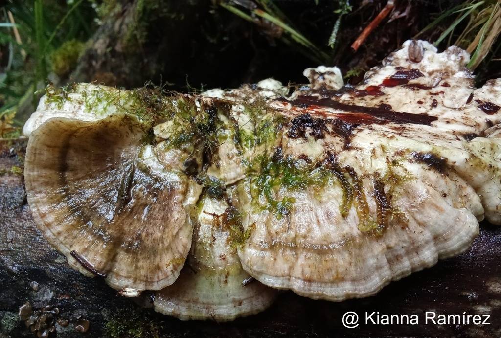 Trametes hirsuta image