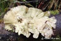 Trametes hirsuta image