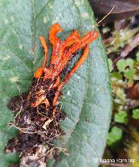 Image of Cordyceps pruinosa