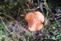 Gymnopus mucubajiensis image