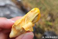 Image of Laetiporus gilbertsonii