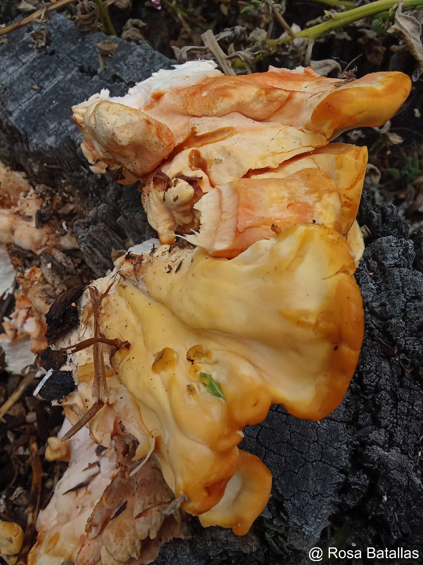 Laetiporus image