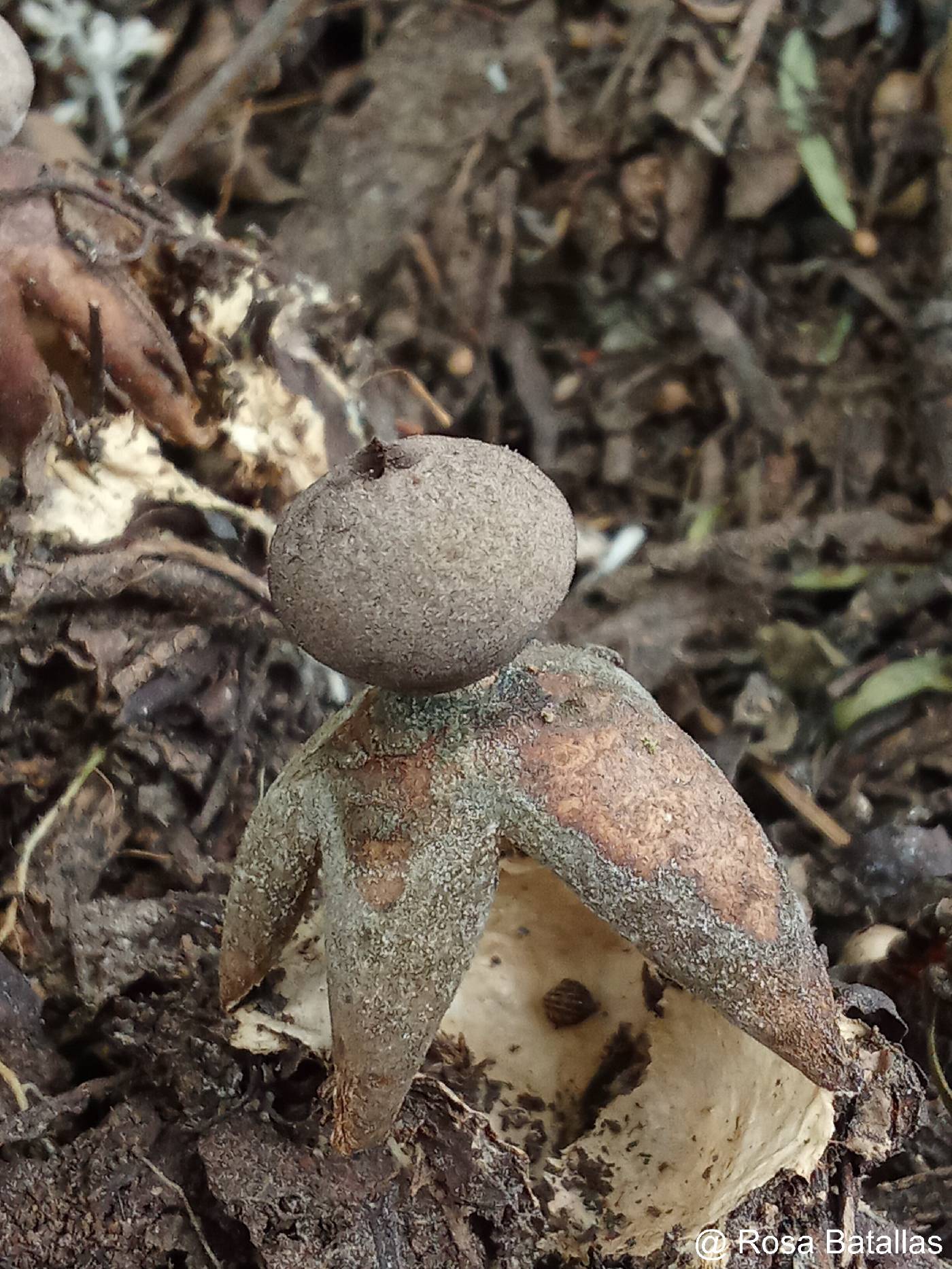 Geastrum fornicatum image