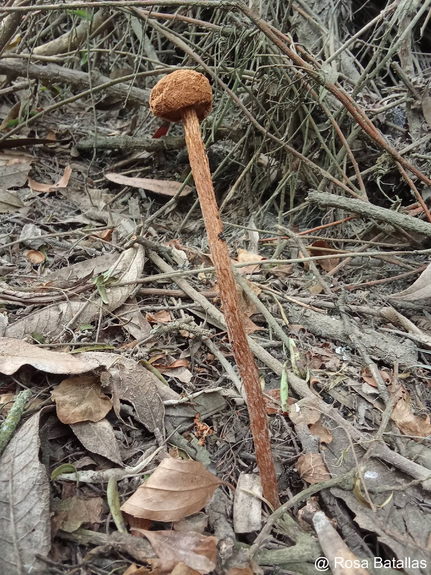 Agaricaceae image