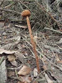 Image of Battarrea phalloides