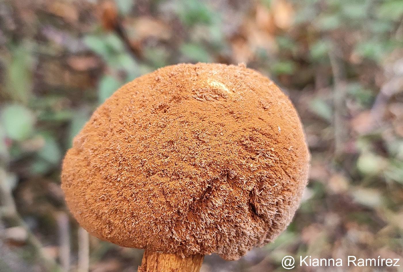 Battarrea phalloides image