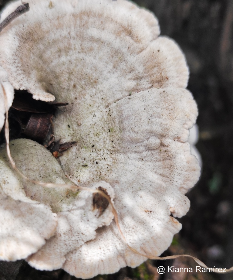Schizophyllum image