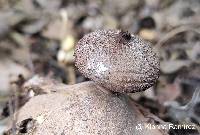 Geastrum hieronymi image