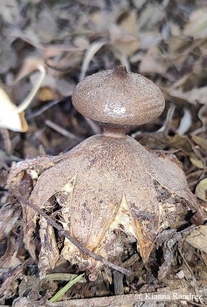 Geastrum hieronymi image